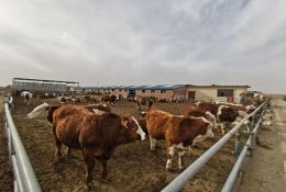 農(nóng)牧要聞丨綠興“神舟家園”