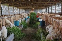 科普常識丨新手養(yǎng)殖戶牢記這4件事，確保養(yǎng)羊事業(yè)穩(wěn)賺不賠