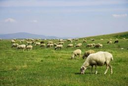 科普常識(shí)丨放羊容易放好難！春季放牧別大意，以下4點(diǎn)多留意！