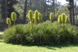 科普常識丨神奇植物“食羊樹”，能夠自己抓羊吃，自然界最“恐怖”的存在！