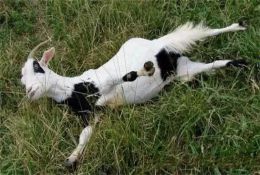 科普常識(shí)丨世界上最膽小的羊，平均每周都要暈倒25次，模樣也太可愛(ài)了！